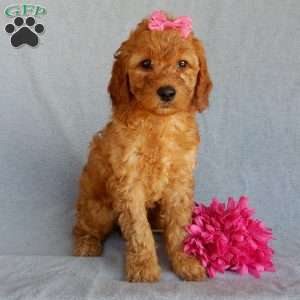 Bubbles (medium), Goldendoodle Puppy